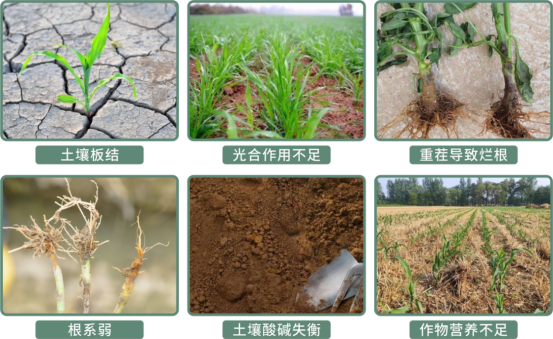 挪威耐尔特·聚谷氨酸复合肥，全球顶级聚谷氨酸技术，中挪合资研发！