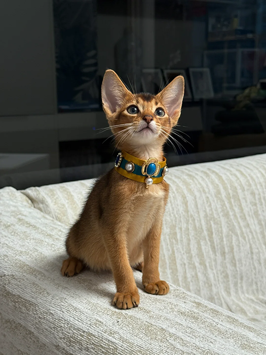 细分赛道，情感蓝海：为什么说罗温精准卡位了宠物经济的未来？