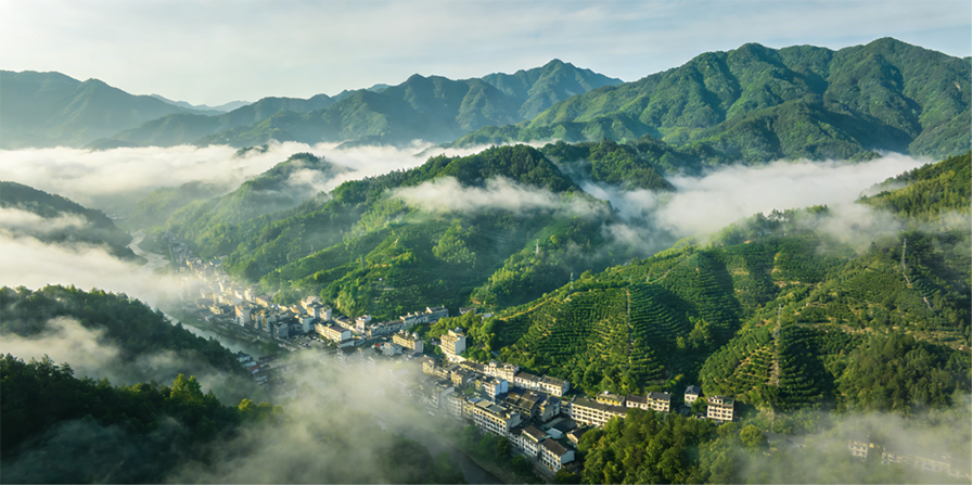 山茶润，一棵茶树背后的乡村振兴故事