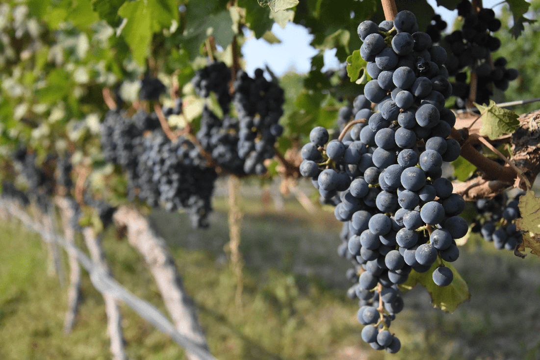 1772106789867706.png 图片1.png